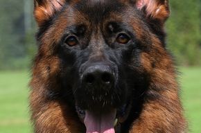 Deutsche Schäferhundwelpen