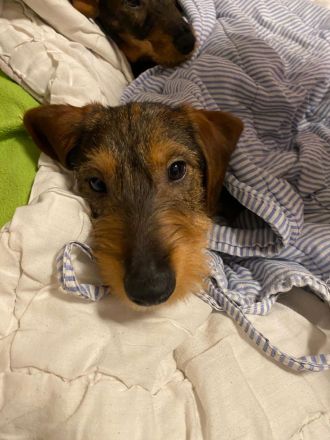 Rauhhaardackel welpe