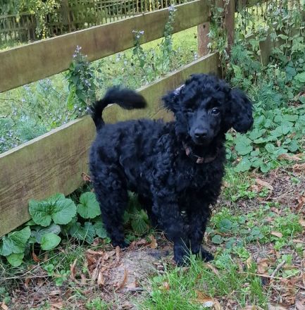 Zwergpudel Welpe Rüde