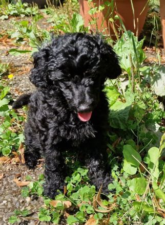 Zwergpudel Welpe Rüde