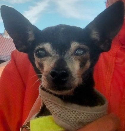 Dringend kleiner Hund für Seniorin gesucht!