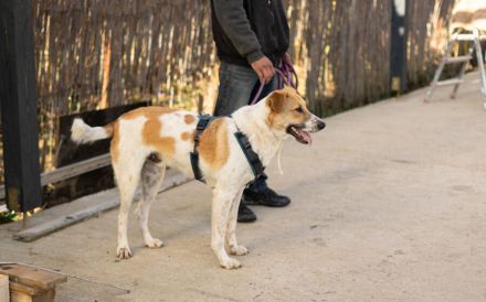 Wer will mit dem lebensfrohen Jooke viele Abenteuer erleben?