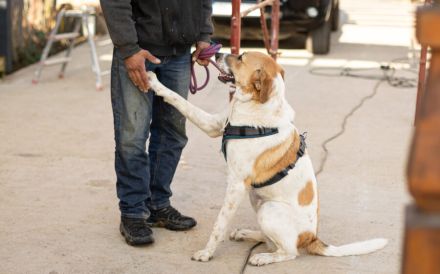 Wer will mit dem lebensfrohen Jooke viele Abenteuer erleben?