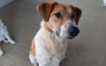 Wer will mit dem lebensfrohen Jooke viele Abenteuer erleben?