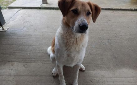 Wer will mit dem lebensfrohen Jooke viele Abenteuer erleben?