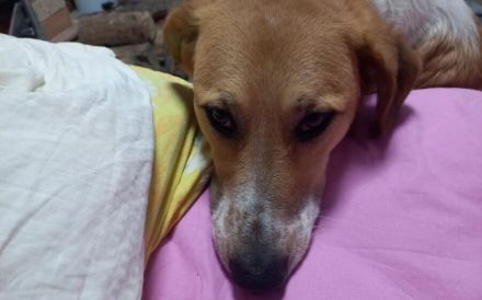 Wer will mit dem lebensfrohen Jooke viele Abenteuer erleben?