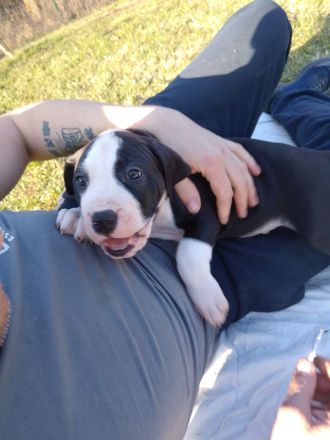 Süsse Dogge- Mix Welpen