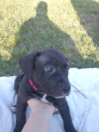 Süsse Dogge- Mix Welpen