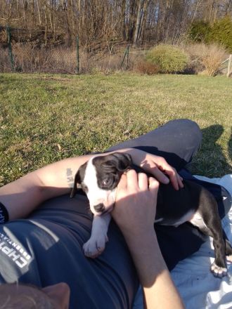 Süsse Dogge- Mix Welpen