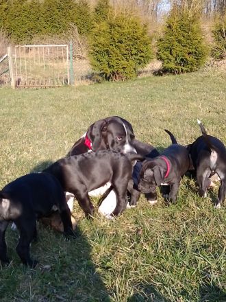 Süsse Dogge- Mix Welpen