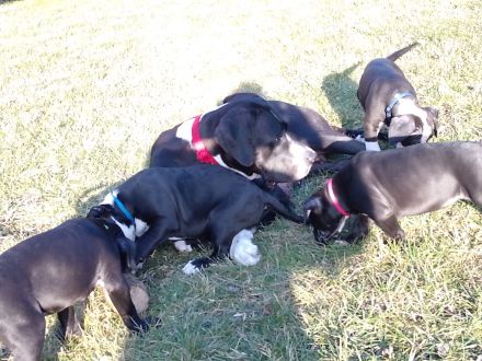 Süsse Dogge- Mix Welpen