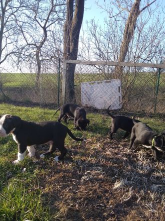 Süsse Dogge- Mix Welpen