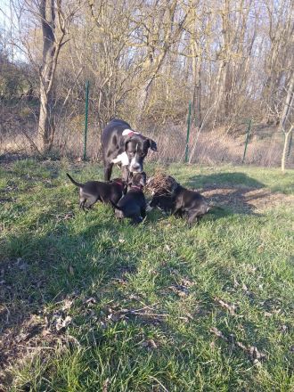 Süsse Dogge- Mix Welpen