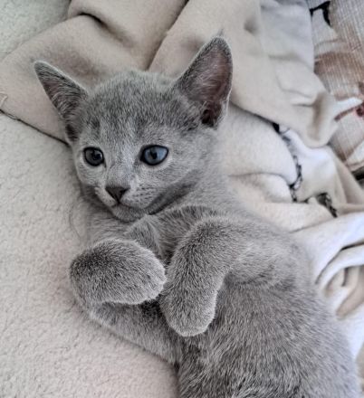 Russisch Blau Nachwuchs mit Stb.