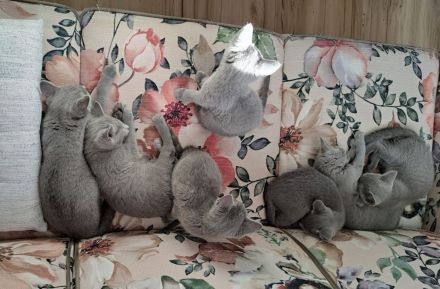 Russisch Blau Nachwuchs mit Stb.