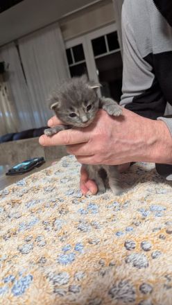 Maine Coon Baby Katzen