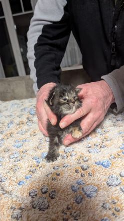 Maine Coon Baby Katzen