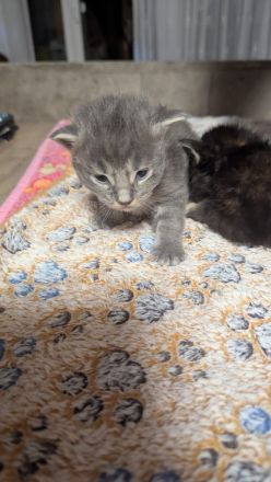 Maine Coon Baby Katzen
