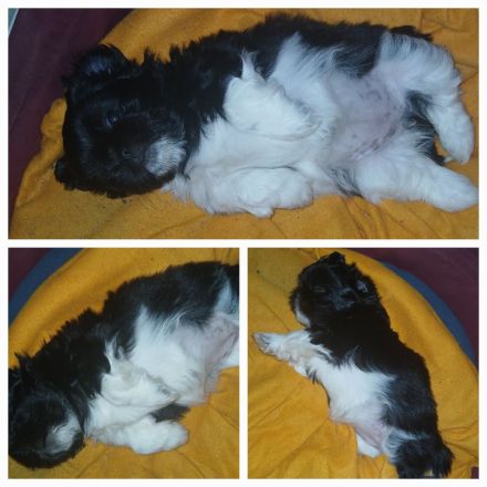 3 welpen suchen ein schönes Zuhause