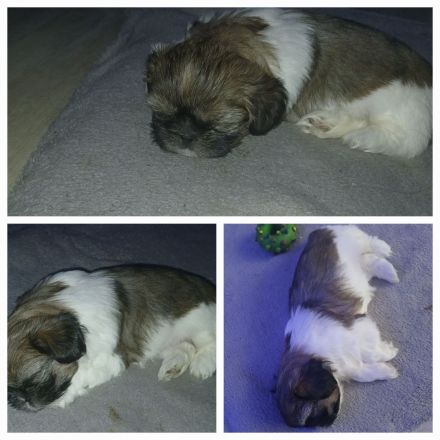 3 welpen suchen ein schönes Zuhause