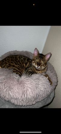 Bengal Kater