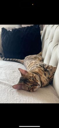 Bengal Kater