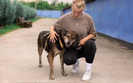 Der liebevolle Cujo sucht ein Zuhause