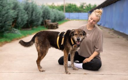 Der liebevolle Cujo sucht ein Zuhause