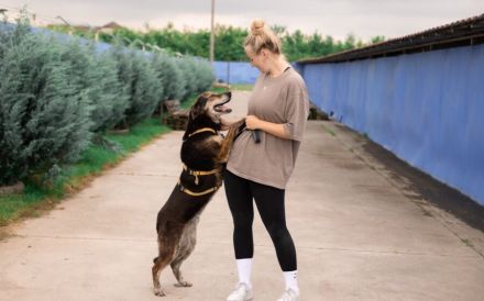 Der liebevolle Cujo sucht ein Zuhause