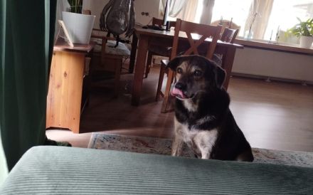 Der liebevolle Cujo sucht ein Zuhause