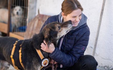 Der liebevolle Cujo sucht ein Zuhause
