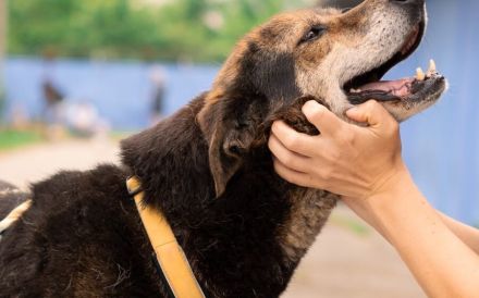 Der liebevolle Cujo sucht ein Zuhause