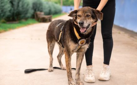 Der liebevolle Cujo sucht ein Zuhause