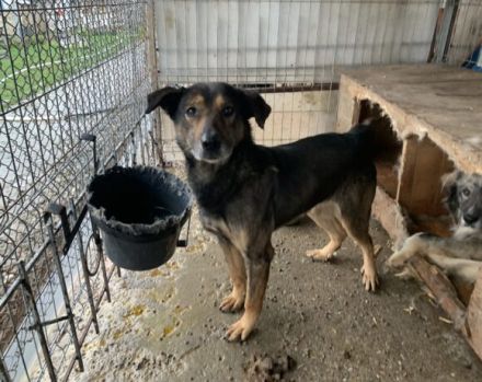 Unser sensibler Eager sehnt sich nach einem liebevollen Altersruhesitz.