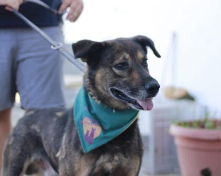 Unser sensibler Eager sehnt sich nach einem liebevollen Altersruhesitz.