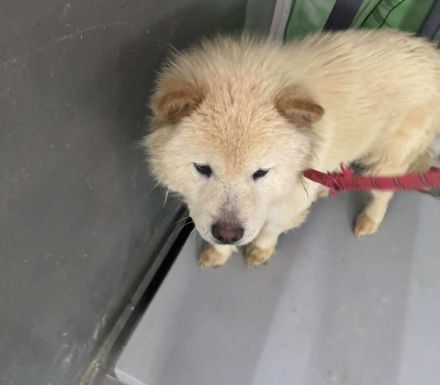 Mischlingshündin Elin