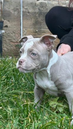 American Bully