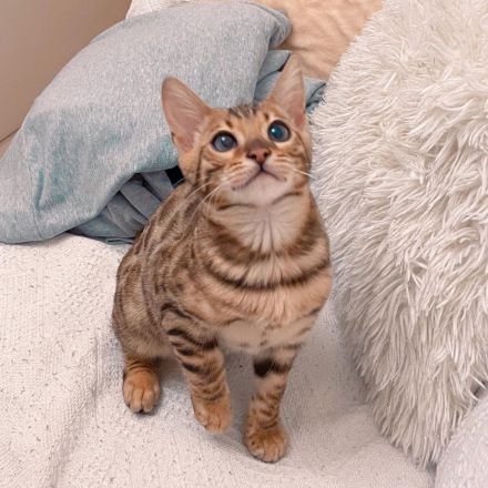Wunderschönes Bengalkätzchen.