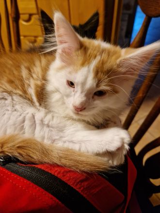 5 Main coon Mix suchen