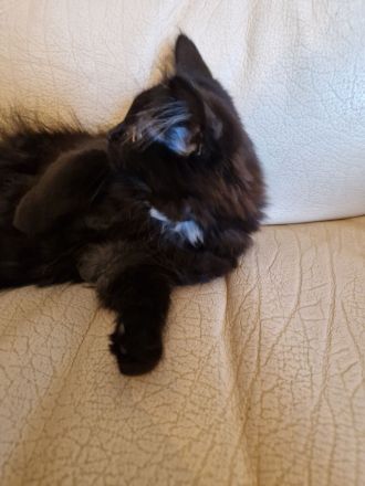 5 Main coon Mix suchen