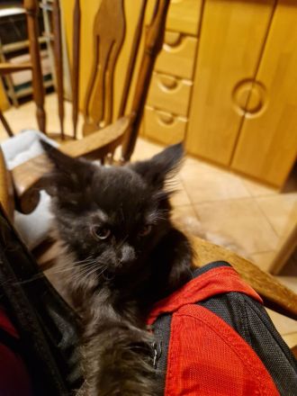 5 Main coon Mix suchen