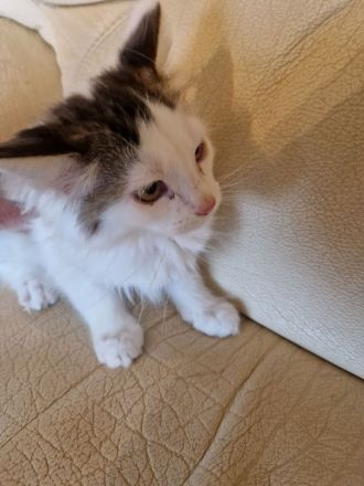 5 Main coon Mix suchen