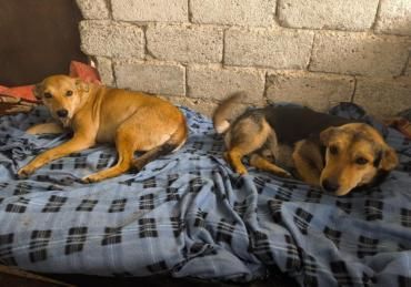 Flocky - Notfall !!!