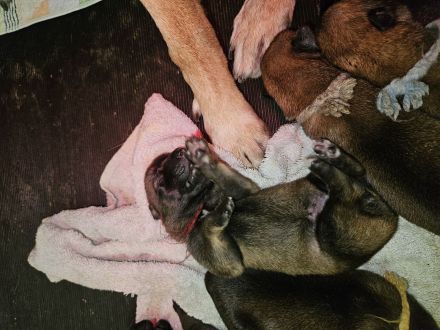 Belgischer Schäferhund Malinois mit FCI/VDH/DMC Papiere