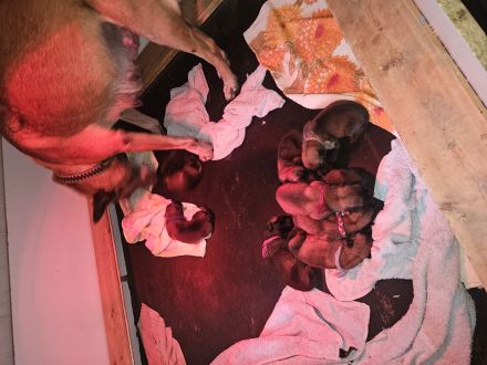 Belgischer Schäferhund Malinois mit FCI/VDH/DMC Papiere