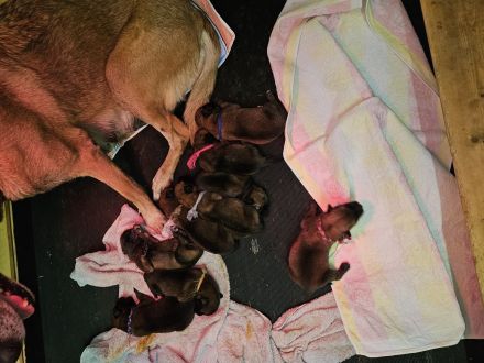 Belgischer Schäferhund Malinois mit FCI/VDH/DMC Papiere