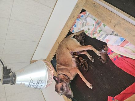 Belgischer Schäferhund Malinois mit FCI/VDH/DMC Papiere