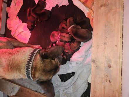 Belgischer Schäferhund Malinois mit FCI/VDH/DMC Papiere