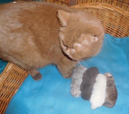 Britisch Kurzhaarkitten mit STB