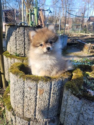 Süße Welpen Minispitz suchen neue Zuhause